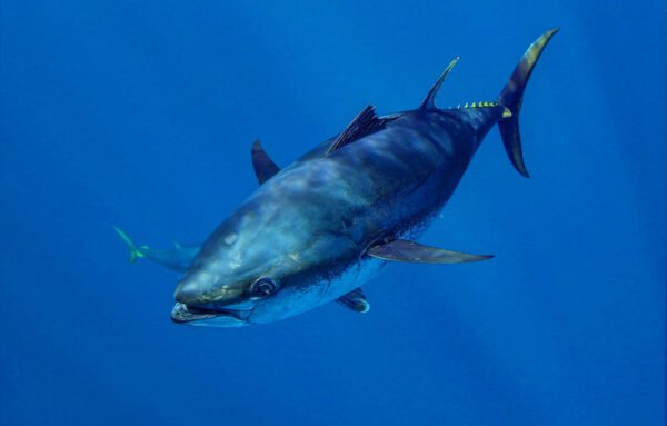 Bluefin Tuna for Sale - Image 2