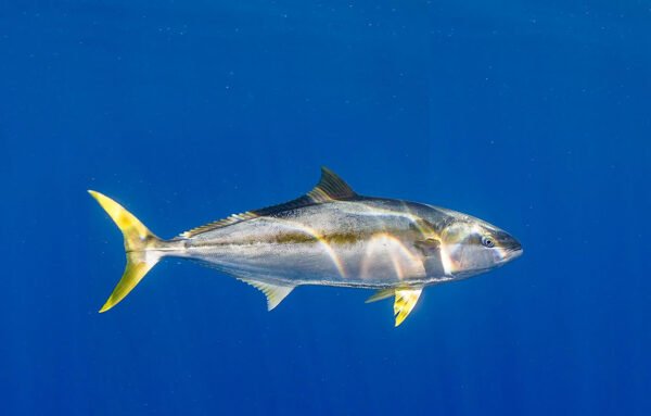 Mahi Mahi for Sale - Image 2