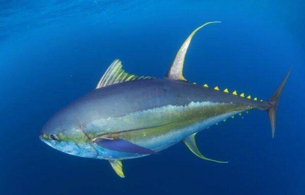 Fresh Yellowfin Ahi Tuna - Image 2